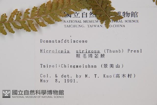 粗毛鱗蓋蕨藏品圖，第2張