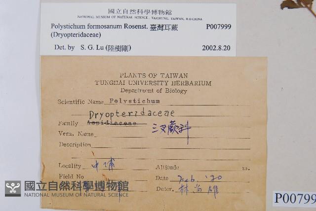 臺灣耳蕨藏品圖，第2張