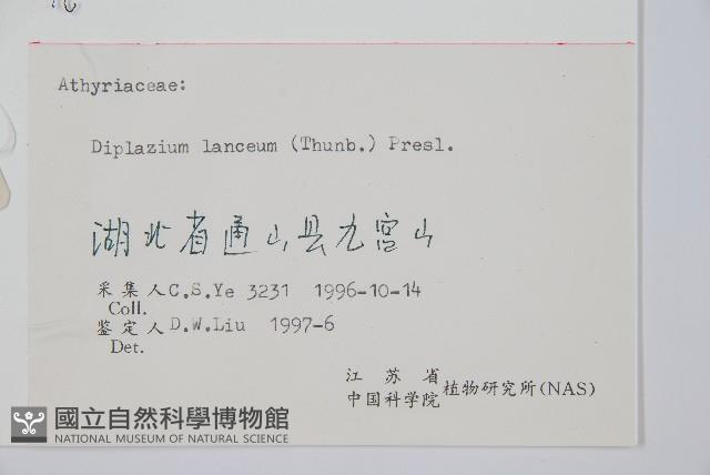 單葉雙蓋蕨藏品圖，第2張