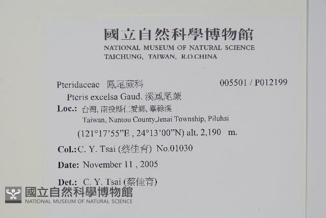 溪鳳尾蕨藏品圖，第2張