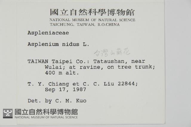 臺灣山蘇花藏品圖，第2張