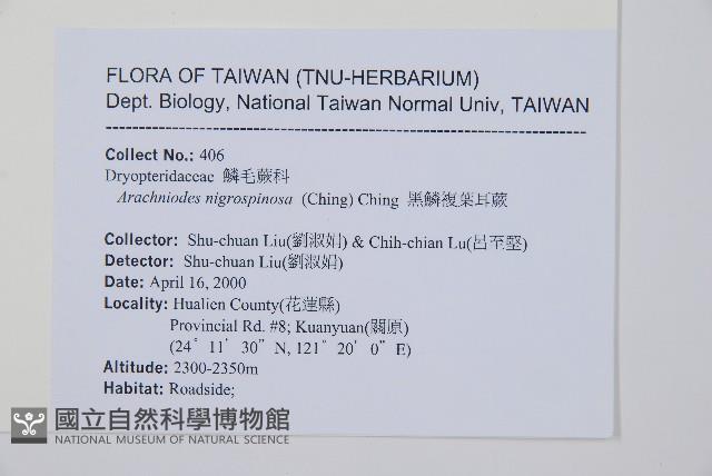 黑鱗耳蕨藏品圖，第2張