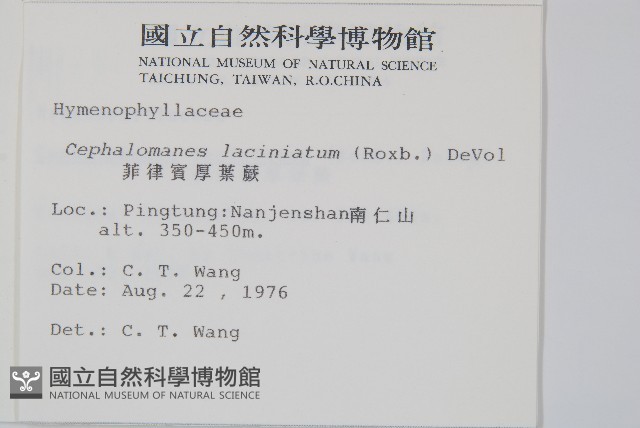 菲律賓厚葉蕨藏品圖，第2張