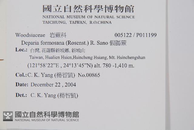 假腸蕨藏品圖，第2張