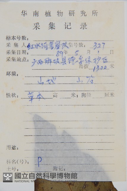 細柄雙蓋蕨藏品圖，第2張