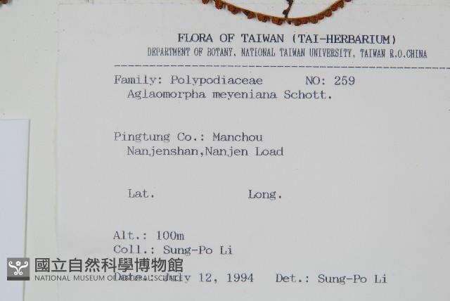 連珠蕨藏品圖，第2張