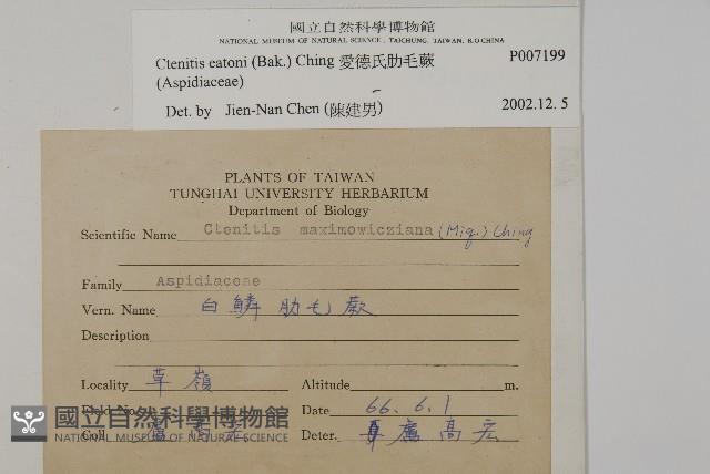 愛德氏肋毛蕨藏品圖，第2張