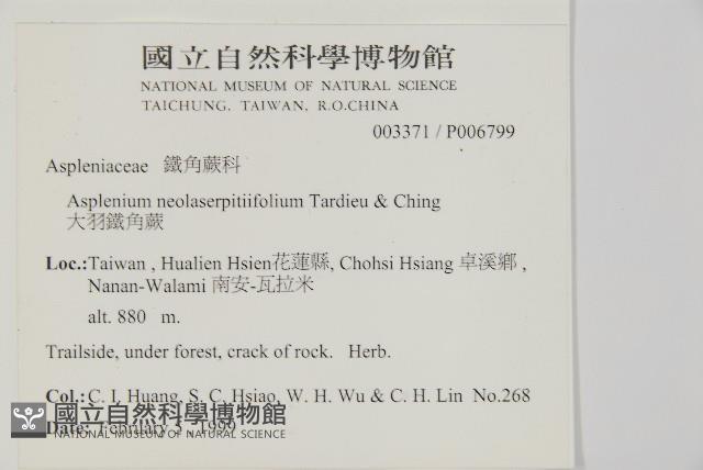 大黑柄鐵角蕨、黃鱗鐵角蕨、大羽鐵角蕨藏品圖，第2張