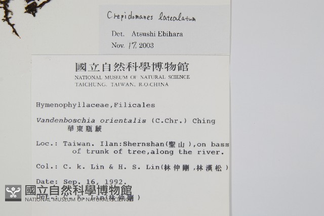 翅柄假膜蕨藏品圖，第2張