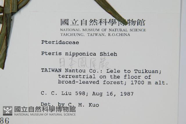 日本鳳尾蕨藏品圖，第2張