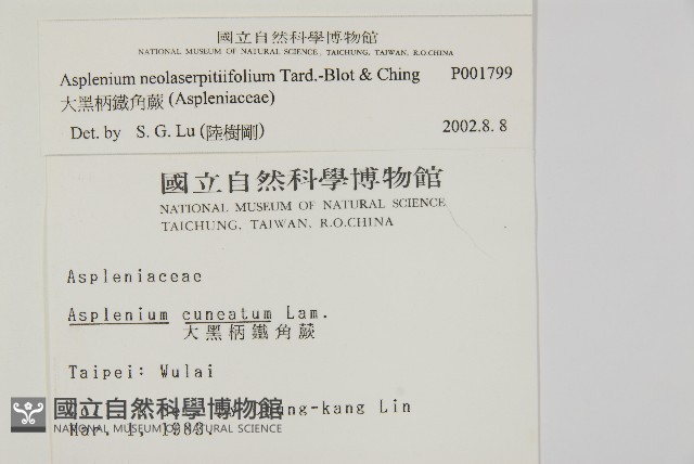 大黑柄鐵角蕨、黃鱗鐵角蕨、大羽鐵角蕨藏品圖，第2張