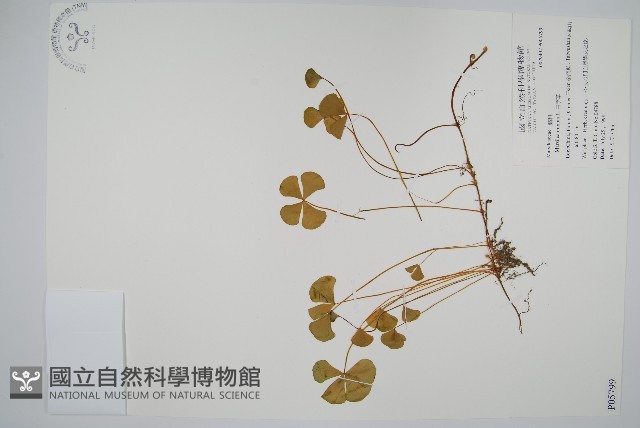 田字草藏品圖，第1張