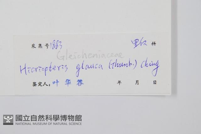 裏白藏品圖，第2張