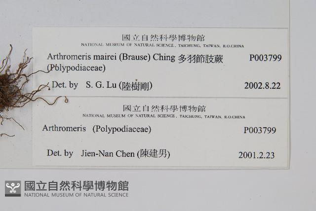 多羽節肢蕨藏品圖，第2張