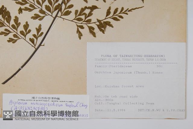 大黑柄鐵角蕨、黃鱗鐵角蕨、大羽鐵角蕨藏品圖，第2張