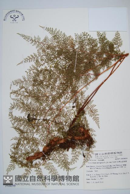 台灣小膜蓋蕨藏品圖，第1張