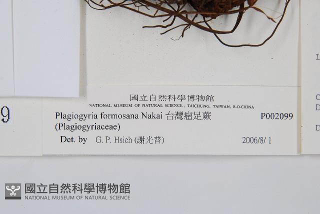 台灣瘤足蕨藏品圖，第2張