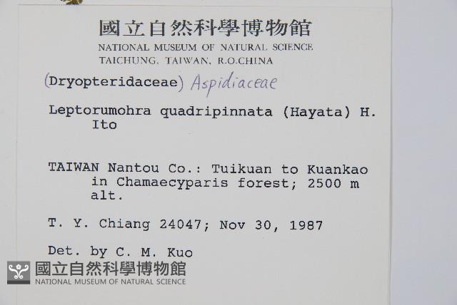 毛苞擬複葉耳蕨藏品圖，第2張