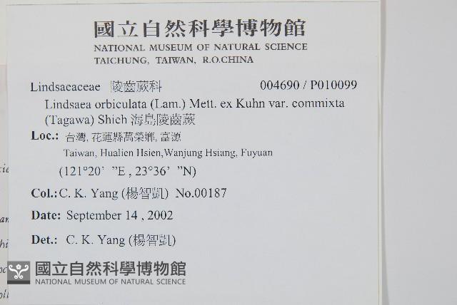 海島陵齒蕨藏品圖，第2張