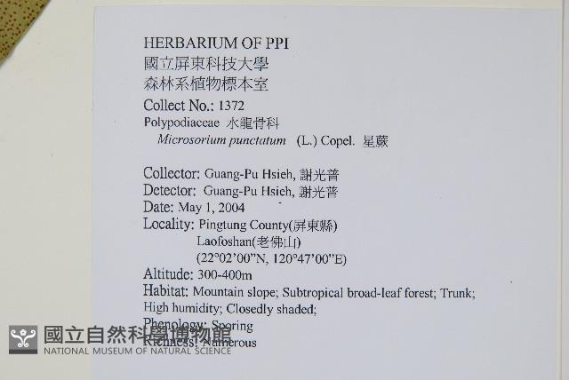 星蕨藏品圖，第2張