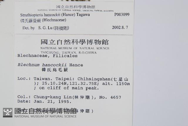 韓氏羅曼蕨藏品圖，第2張