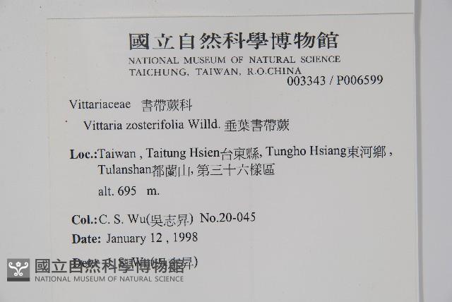 垂葉書帶蕨藏品圖，第2張