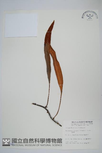 石葦藏品圖，第1張