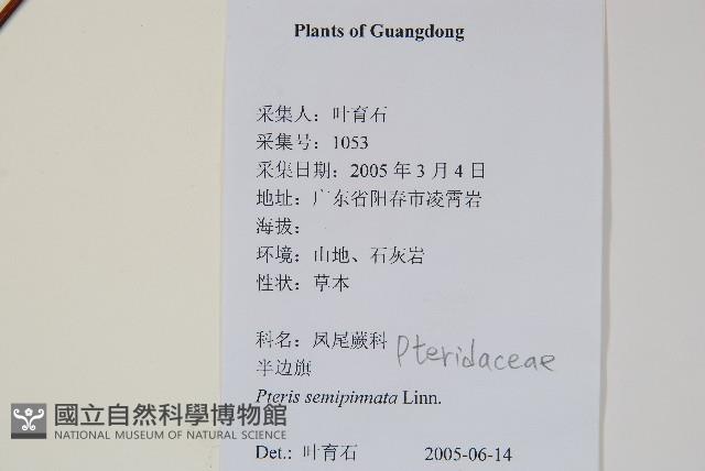 半邊羽裂鳳尾蕨藏品圖，第2張