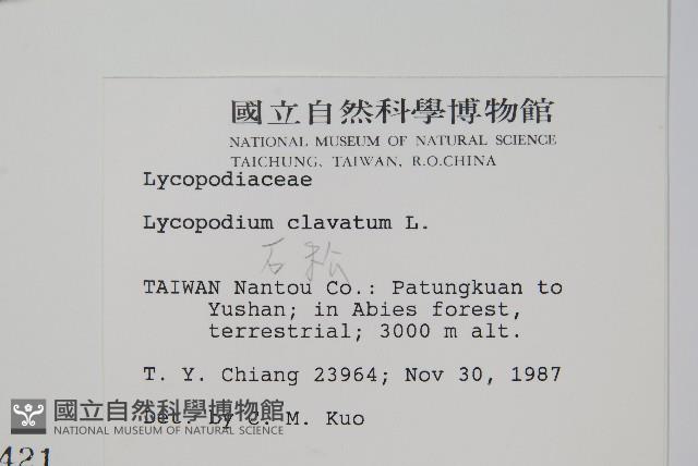 石松藏品圖，第2張