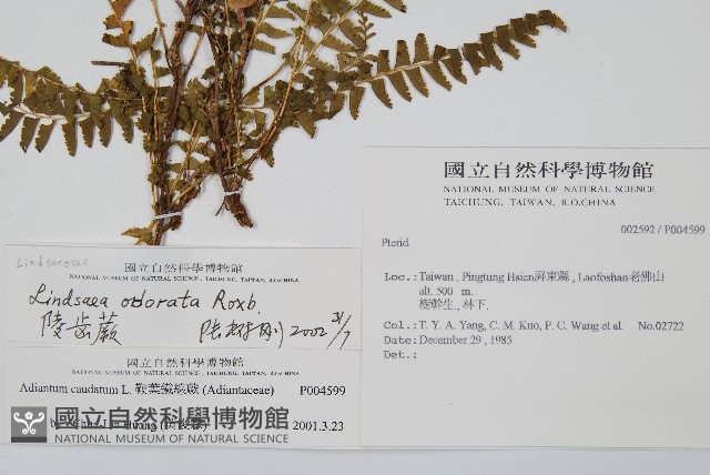 陵齒蕨、鱗始蕨藏品圖，第2張