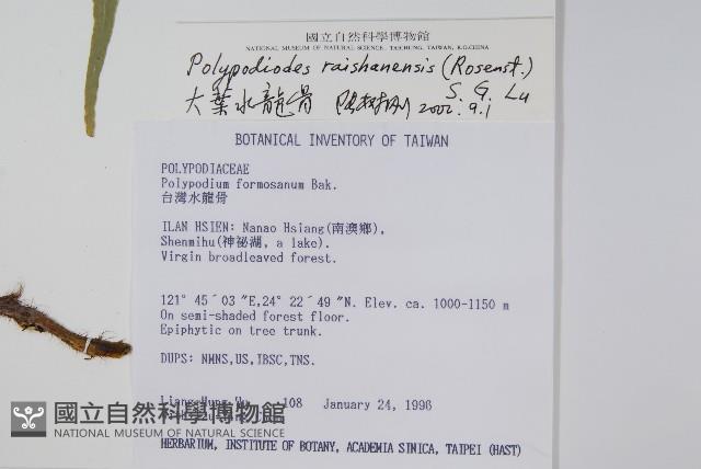 大葉水龍骨藏品圖，第2張