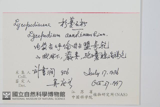 杉葉蔓石松藏品圖，第2張