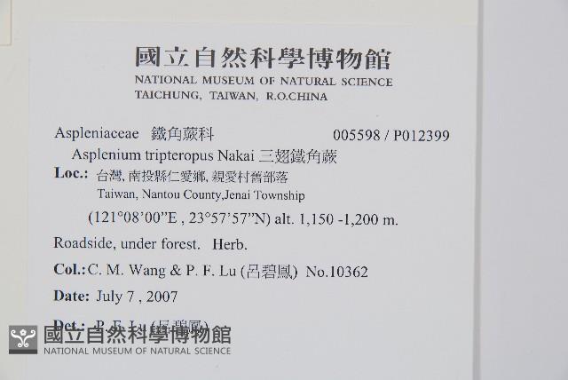 三翅鐵角蕨藏品圖，第2張