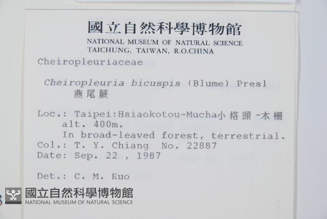 燕尾蕨藏品圖，第2張