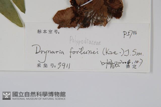 槲蕨藏品圖，第2張