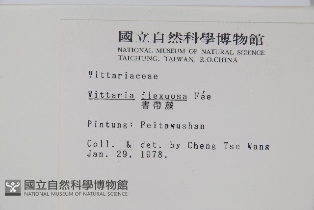 書帶蕨藏品圖，第2張