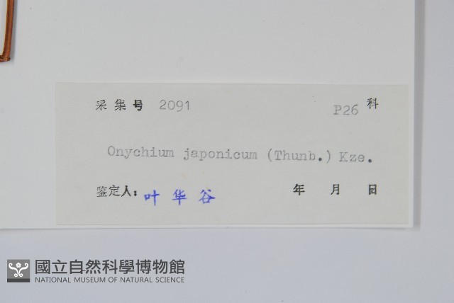 日本金粉蕨藏品圖，第2張