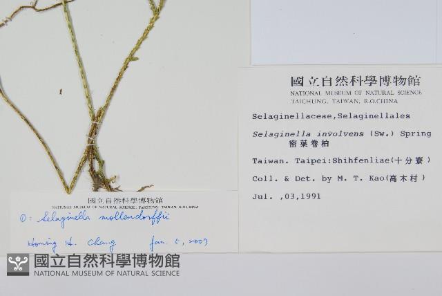 異葉卷柏藏品圖，第2張