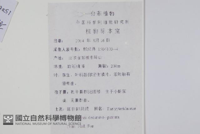 翅軸假金星蕨、短柄卵果蕨藏品圖，第1張