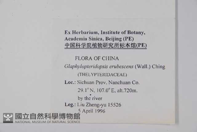 方桿蕨藏品圖，第2張