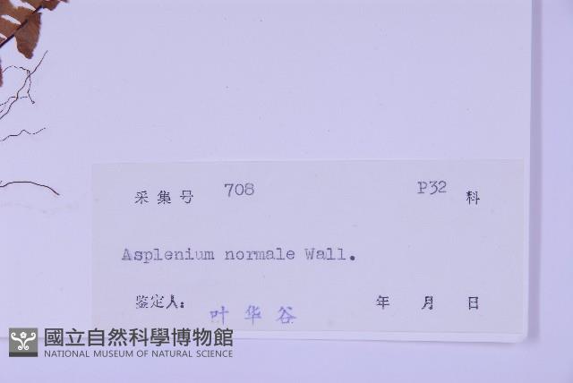 生芽鐵角蕨藏品圖，第2張