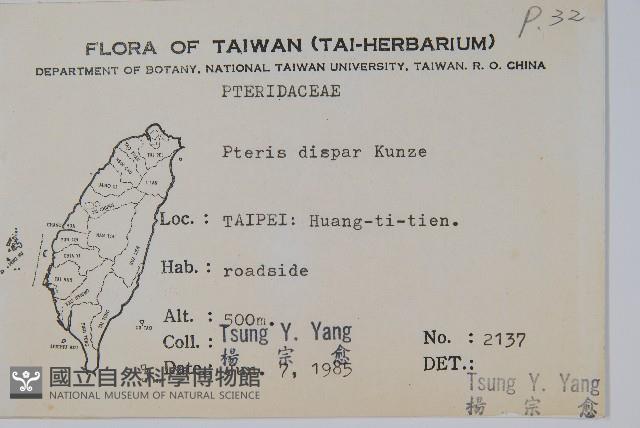 天草鳳尾蕨藏品圖，第2張