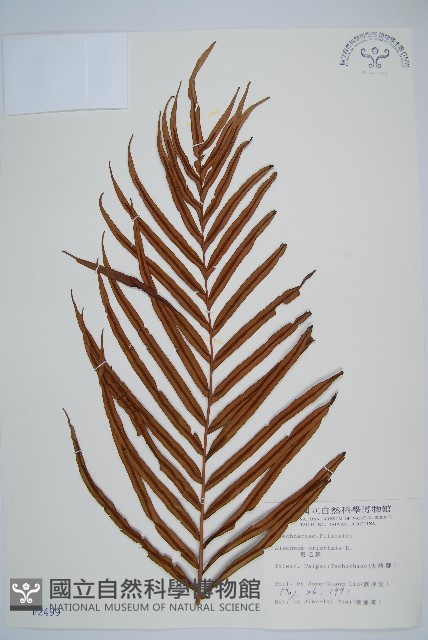 烏毛蕨藏品圖，第1張