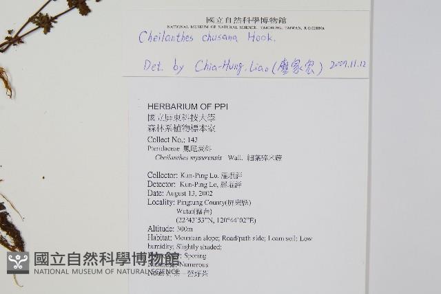 細葉碎米蕨藏品圖，第2張