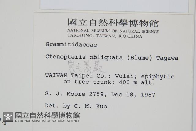 密毛蒿蕨藏品圖，第2張