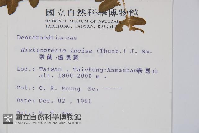 栗蕨藏品圖，第2張