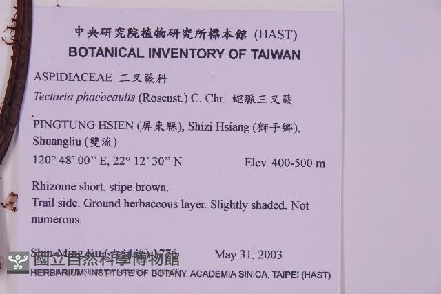 蛇脈三叉蕨藏品圖，第2張