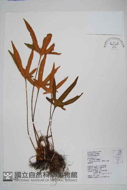 槭葉石葦藏品圖，第1張