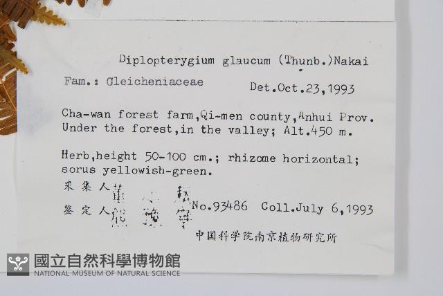 裡白藏品圖，第2張