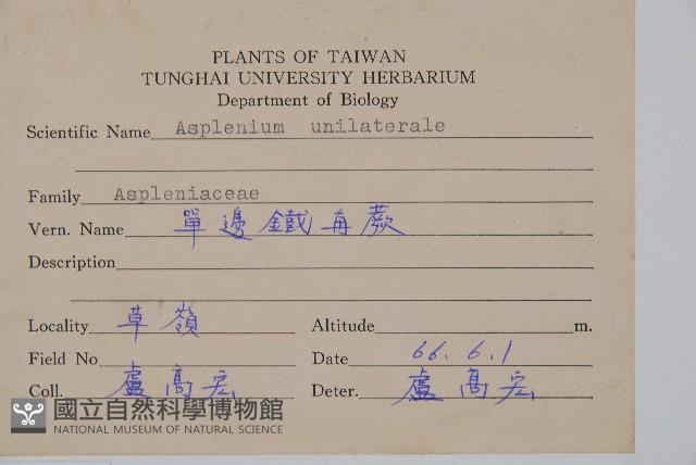 單邊鐵角蕨藏品圖，第2張